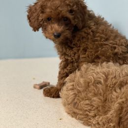Poodle Puppies from Red Toy Poodles