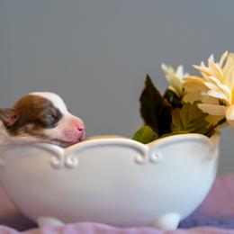 Border Collie, Papillon, Sporty Mix, and Whippet Puppies from Old Hemp Border Collies / Open Horizon Sport Dogs