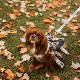 Kaia - Ruby female Cavalier King Charles Spaniel puppy in Auburn, Washington from Enchanted Cavaliers
