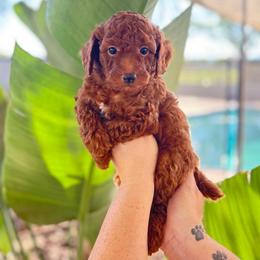 Scooby Doo (Mint) - Red  male Poodle puppy in Calimesa, California from Teakwood Poodles of SoCal