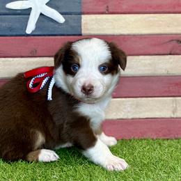 Caramel - Red tri-color female Australian Shepherd puppy in Beaverdam, Virginia from Cimmarun Farm Aussies