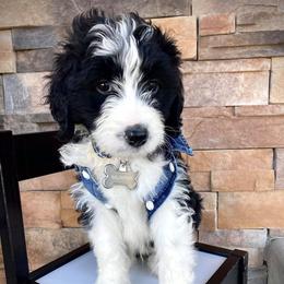 Aussiedoodles and Bernedoodles from Deer Canyon Family Doodles