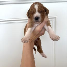 FIG - Apricot male Goldendoodle puppy in Independence, Oregon from Ankeny Doodles