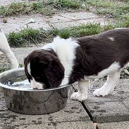English Springer Spaniel Puppies from Burton English Springer Spaniels