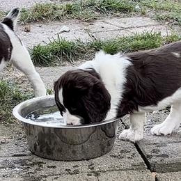 English Springer Spaniel Puppies from Burton English Springer Spaniels