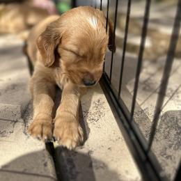 Golden Retriever Puppies from Golden Wiggle Retrievers
