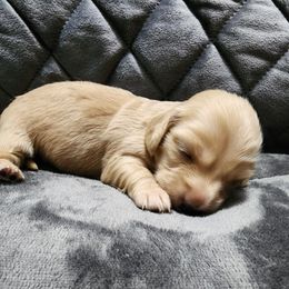 Mattie - Cream Dachshund puppy in Piqua, Ohio from Happy Tails Doxie's