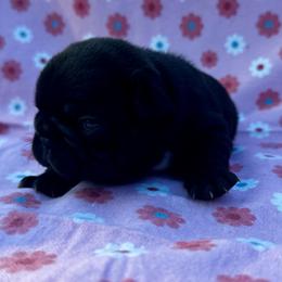 Sarah - Brindle and white female French Bulldog puppy in Greenfield, Missouri from Hope Mountain French Bulldogs