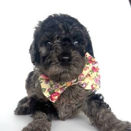 Kamikazi - Merle male Goldendoodle puppy in Mount Pleasant, Tennessee from Doodle My Heart