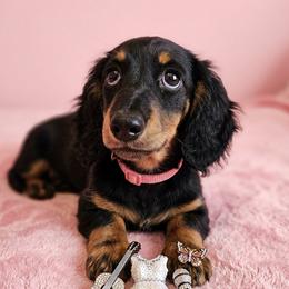 Dolly - Black and tan female Dachshund puppy in Austin, Texas from Glorious Minis