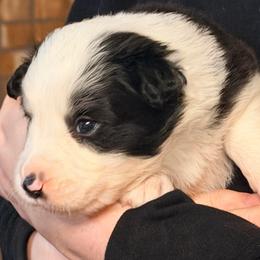 April - Black and white female Border Collie puppy in Lebanon, Oregon from Cahill’s Canines