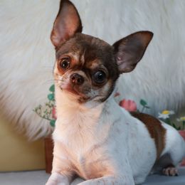 Dot - Chihuahua