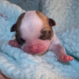 Atlas - White male Chihuahua puppy in Alaska from Snowy Mountains Chihuahua