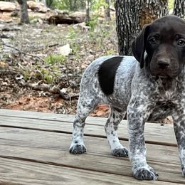 German Shorthaired Pointer Puppies from Triple Cord Kennels