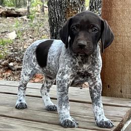 German Shorthaired Pointer Puppies from Triple Cord Kennels