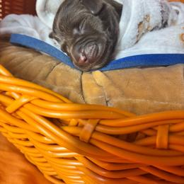 Blue collar male - Chocolate male Labrador Retriever puppy in Stafford Township, New Jersey from SommerLabs