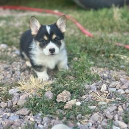 Pembroke Welsh Corgi puppies from Rubys Corgis