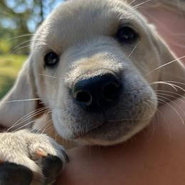 Labrador Retriever puppies from Family Labs