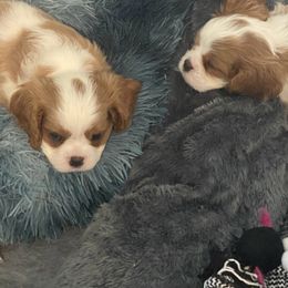 Black Russian Terrier and Cavalier King Charles Spaniel Puppies from Ocean Gem & Guardian Bears