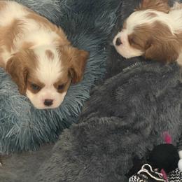 Black Russian Terrier and Cavalier King Charles Spaniel Puppies from Ocean Gem & Guardian Bears