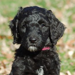 Girl Pink 11 - Black female Goldendoodle puppy in Colchester, Connecticut from Top of the Hill Doodles