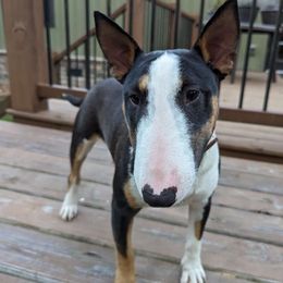 Lola - Miniature Bull Terrier