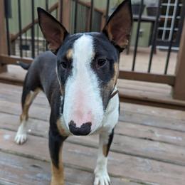 Lola - Miniature Bull Terrier