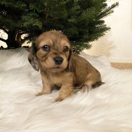Dachshund Puppies from KR Mini Daschunds