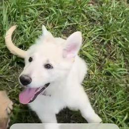 India - White female German Shepherd puppy in New Martinsville, West Virginia from Hunter K-9