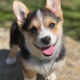 Pembroke Welsh Corgis from Manning Family Farm