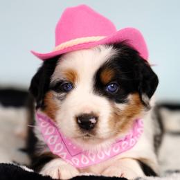Sierra - Blue merle female Miniature Australian Shepherd puppy in Chesapeake, Virginia from Beaver Dam Mini Aussies