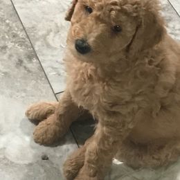 Goldendoodle Puppies from Merry R Goldendoodles