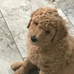 Goldendoodle Puppies from Merry R Goldendoodles