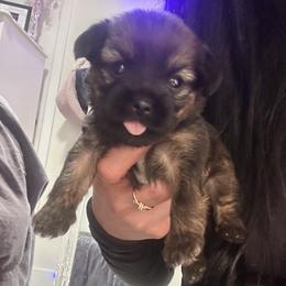 Teddy - Brown male Shihpoo puppy in Denver, Colorado from Angel babies