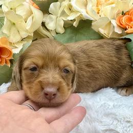Gatlin - Dapple male Dachshund puppy in Exeter, California from Sawtooth Miniature Dachshunds