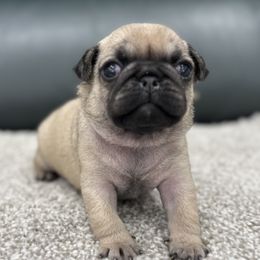 Beanie's Girl - Purple Collar - Fawn female Pug puppy in Troutman, North Carolina from Ohana Pugs