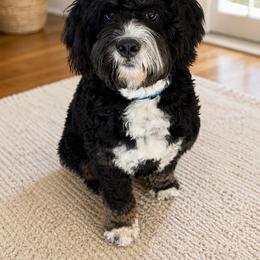 Gancho - Bernedoodle
