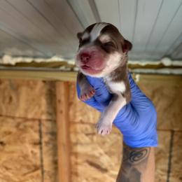 Girl 1 - Red and white female Siberian Husky puppy in Uhland, Texas from Siberian Huskies