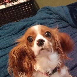 Lena - Cavalier King Charles Spaniel