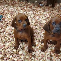 Redbone Coonhound Puppies from Dark Trail Redbones