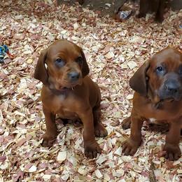 Redbone Coonhound Puppies from Dark Trail Redbones