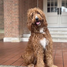 Penny - Goldendoodle