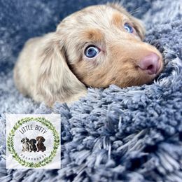 Scout - Fawn (isabella) and tan male Dachshund puppy in Tecumseh, Oklahoma from Little Bitty Dachshunds