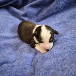 Boots - Red tri-color female Miniature American Shepherd puppy in Marshfield, Missouri from Tntowne Miniature American Shepherds
