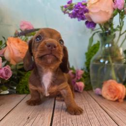 Vader - Chocolate and tan male Dachshund puppy in Florence, Arizona from Doxie Town Az
