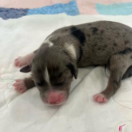Blue Merle female - Blue merle female Australian Shepherd puppy in Waxahachie, Texas from Volks Aussies