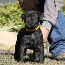 Mustard Collar - Tiger female Perro de Presa Canario puppy in Pocahontas, Illinois from Cabeza Grande Kennel