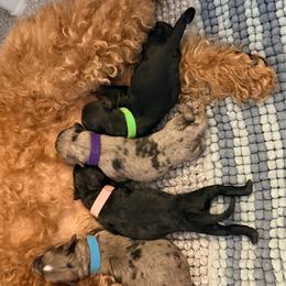 Ava - Black and white female Aussiedoodle puppy in Davie, Florida from Miami Mini Doodles