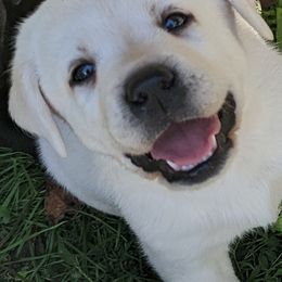 Labrador Retriever Puppies from Suebel Labradors South