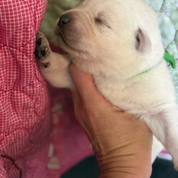 Vermillion- green collar - second pick male reserved for Amanda MacQuoid - Yellow male Labrador Retriever puppy in Isanti, Minnesota from Four Corners Family Labs